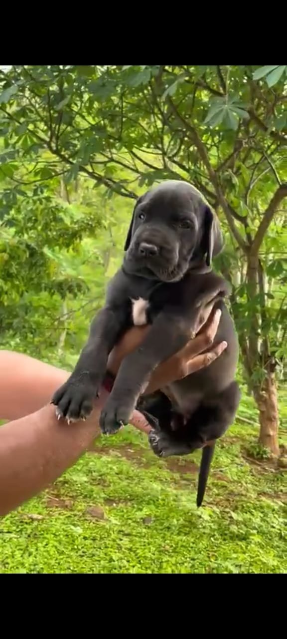 Purchase KCI Registered Great Dane Puppy from Ahmedabad